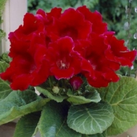 Клубни Глоксинии Crispa Meteor