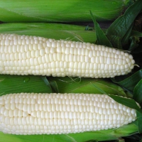 кукуруза белоснежка f1