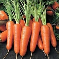 морковь аленка
