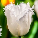 Луковичные растения Тюльпан Honeymoon  (бахр)  30 шт/упак. оптом