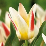 Луковичные растения Тюльпан Johann Strauss  (грей)  30 шт/упак. оптом