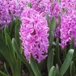 Гиацинт En Melang  (грунт) 14/15  30 шт/упак. оптом