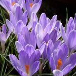 Крокус Vanguard  50 шт/упак. оптом