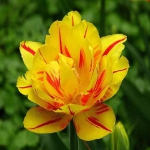 Тюльпан  Монселла - Monsella -махровый  30 шт/упак. оптом