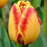 Тюльпан Banja Luka триумф  30 шт/упак. оптом