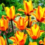 Тюльпан Cape Cod Грейга - Тюльпан Кейп Код Грейга  30 шт/упак. оптом