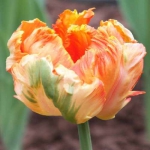 Тюльпан Apricot Parrot Попугай  30 шт/упак. оптом