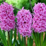 Гиацинт Anna Liza   (грунт) 14/15  30 шт/упак. оптом