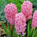 Гиацинт Анна Мария - Anna Marie  (грунт) 14/15  30 шт/упак. оптом