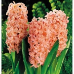 Гиацинт Apricot Passion   (грунт) 14/15  30 шт/упак. оптом