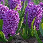 Гиацинт Мисс Сайгон - Miss Saigon  (горшки-теплица) 18/19  20 шт/упак. оптом