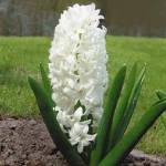 Гиацинт Карнеги - Carnegie  (горшки-теплица) 18/19  20 шт/упак. оптом