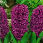 Гиацинт Splendid Cornelia - Сплендид Корнелия  (горшки-теплица) 18/19  20 шт/упак. оптом