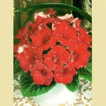 клубни глоксинии crispa meteor