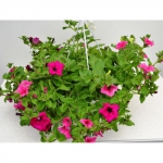 Сурфиния в горшке подвес  1 шт/упак. оптом